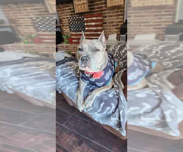 Medium Photo #14 American Pit Bull Terrier-American Staffordshire Terrier Mix Puppy For Sale in Wenonah, NJ, USA