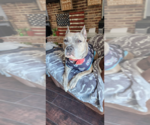 Small #13 American Pit Bull Terrier-American Staffordshire Terrier Mix