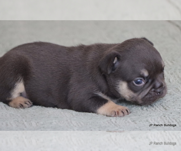 Medium Photo #5 French Bulldog Puppy For Sale in WINNSBORO, TX, USA