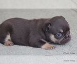Small Photo #5 French Bulldog Puppy For Sale in WINNSBORO, TX, USA
