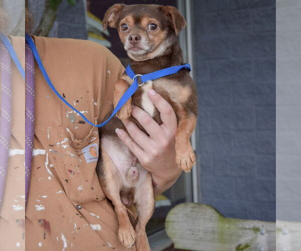 Medium Photo #3 Chihuahua Puppy For Sale in Huntley, IL, USA