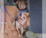 Small #2 Chihuahua
