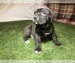 Small Photo #5 Cane Corso Puppy For Sale in NARVON, PA, USA