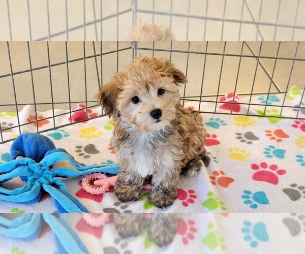 Medium Photo #4 Morkie Puppy For Sale in ORO VALLEY, AZ, USA