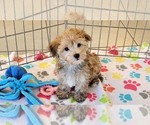 Small #3 Morkie
