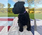Small Photo #2 Schnauzer (Miniature) Puppy For Sale in SOUTH BEND, IN, USA