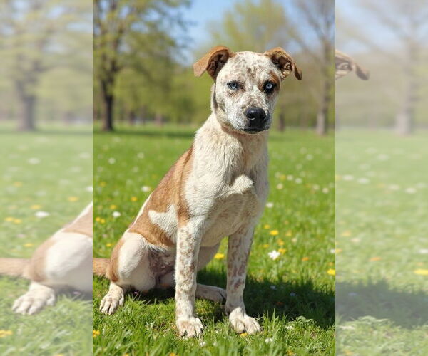 Medium Photo #6 Border Collie-Unknown Mix Puppy For Sale in Talladega, AL, USA