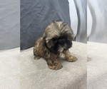 Small Photo #8 Shih Tzu Puppy For Sale in SAINT AUGUSTINE, FL, USA