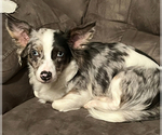 Small Photo #1 Chiweenie Puppy For Sale in BURLINGTON TOWNSHIP, PA, USA