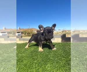 French Bulldog Puppy for sale in SANTA MONICA, CA, USA