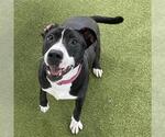 Small #2 American Pit Bull Terrier Mix
