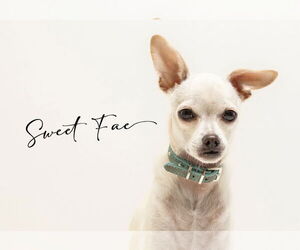 Chihuahua-Unknown Mix Dogs for adoption in Oakley , CA, USA