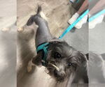 Small #2 Pomeranian Mix