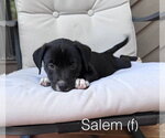 Small American Staffordshire Terrier Mix