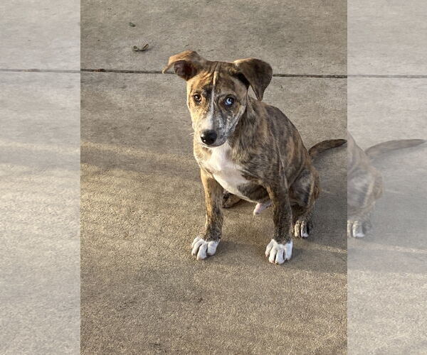 Medium Photo #2 Mountain Cur-Unknown Mix Puppy For Sale in Palatka, FL, USA
