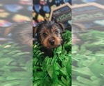 Small Photo #1 Yorkshire Terrier Puppy For Sale in AKRON, OH, USA