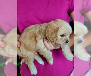 Cavalier King Charles Spaniel Puppy for sale in CITY OF SPOKANE VALLEY, WA, USA