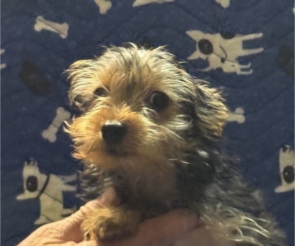 Medium Photo #17 Yorkshire Terrier Puppy For Sale in SAINT LOUIS, MO, USA