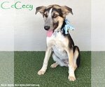Small Photo #1 Huskies -Labrador Retriever Mix Puppy For Sale in San Diego, CA, USA