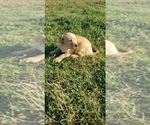 Small Photo #23 Labrador Retriever Puppy For Sale in TWIN FALLS, ID, USA