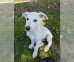 Puppy Visenya Pink Alaskan Malamute-German Shepherd Dog Mix