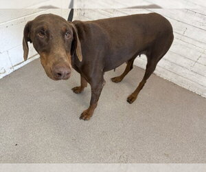 Doberman Pinscher Dogs for adoption in San Bernardino, CA, USA