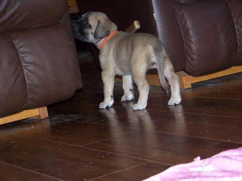 Medium Photo #1 Mastiff Puppy For Sale in DARBY, MT, USA