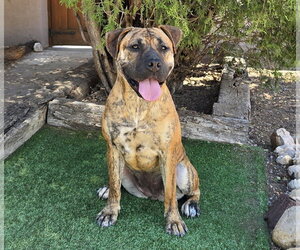 The Amazing Ms Miata ~ Mastiff Bully - Female American Staffordshire Terrier-Mastiff Mix Dog for Adoption - Photo #2