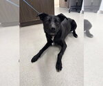 Small #2 Pointer-Siberian Husky Mix