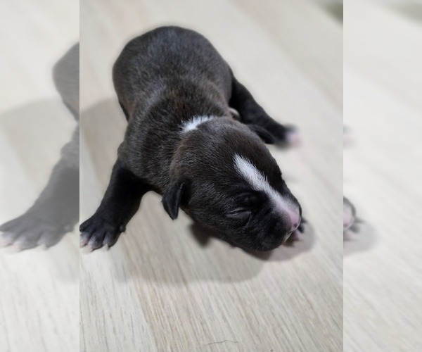 Medium Photo #1 American Pit Bull Terrier Puppy For Sale in SOUTHBOROUGH, MA, USA