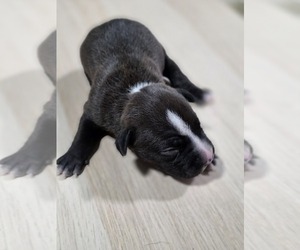 Medium American Pit Bull Terrier