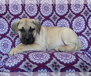 Medium Presa Canario