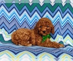 Small Photo #5 Cavapoo Puppy For Sale in NOTTINGHAM, PA, USA