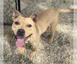 Small #1 American Pit Bull Terrier