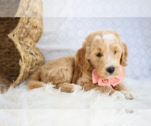 Goldendoodle-Poodle (Standard) Mix Puppy for sale in SHIPSHEWANA, IN, USA