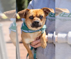 Cheeks Dogs for adoption in Shermans Dale, PA, USA