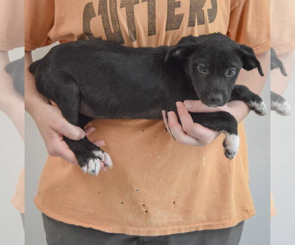 Medium Photo #2 Border Collie-Unknown Mix Puppy For Sale in Huntley, IL, USA