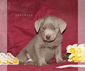 Labrador Retriever Puppy for sale in STEWARTSTOWN, PA, USA