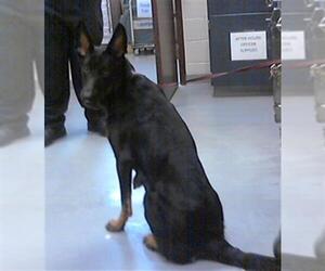 German Shepherd Dog Dogs for adoption in Fayetteville, NC, USA