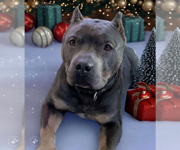 Medium Photo #5 American Pit Bull Terrier-Unknown Mix Puppy For Sale in Sanford, FL, USA