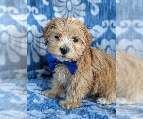 Medium Photo #1 ShihPoo Puppy For Sale in LANCASTER, PA, USA