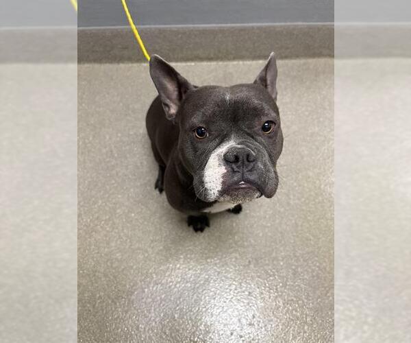 Medium Photo #1 French Bulldog-Unknown Mix Puppy For Sale in Las Vegas, NV, USA