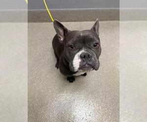 French Bulldog-Unknown Mix Dogs for adoption in Las Vegas, NV, USA