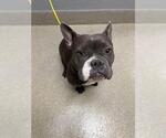 Small French Bulldog Mix