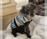 Small #2 Poodle (Miniature)