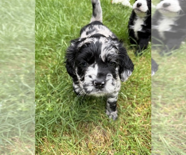 Medium Photo #1 Cocker Spaniel-Sheepadoodle Mix Puppy For Sale in SAMMAMISH, WA, USA