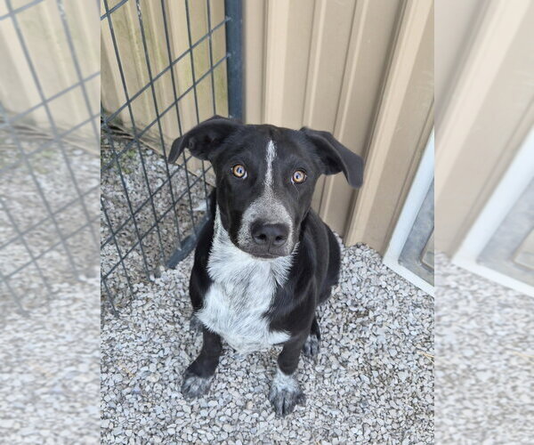 Medium Photo #15 Borador Puppy For Sale in Bolivar, MO, USA