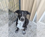 Small #14 Borador