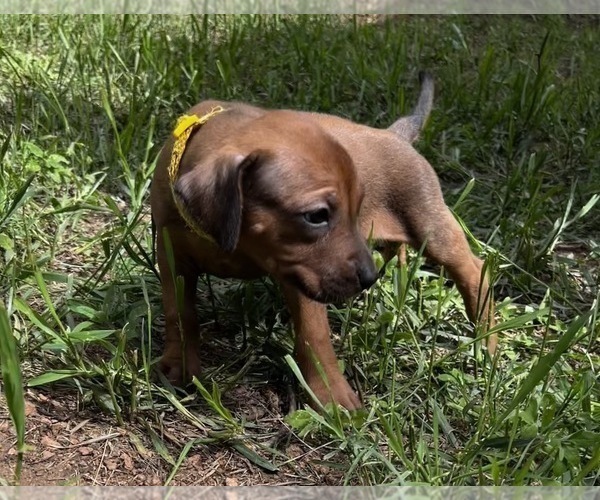 Medium Photo #1 Rhodesian Ridgeback Puppy For Sale in DIVIDE, CO, USA