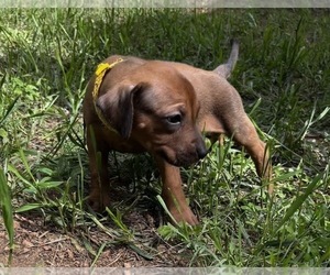 Rhodesian Ridgeback Puppy for Sale in DIVIDE, Colorado USA